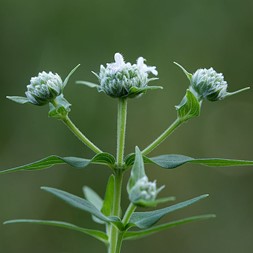 Pycnanthemum virginianum (Virginia mountainmint)